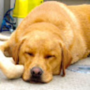 Meet your Posher, Bonnie